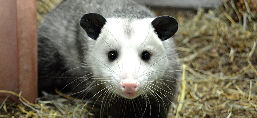 opossum-870x400